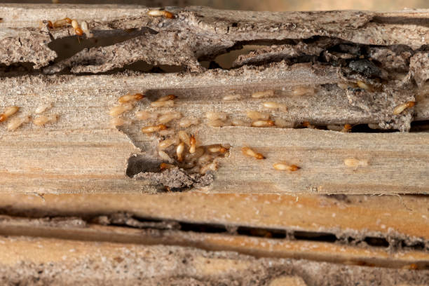 Best Residential Pest Control  in Lakes Of The Four Seasons, IN
